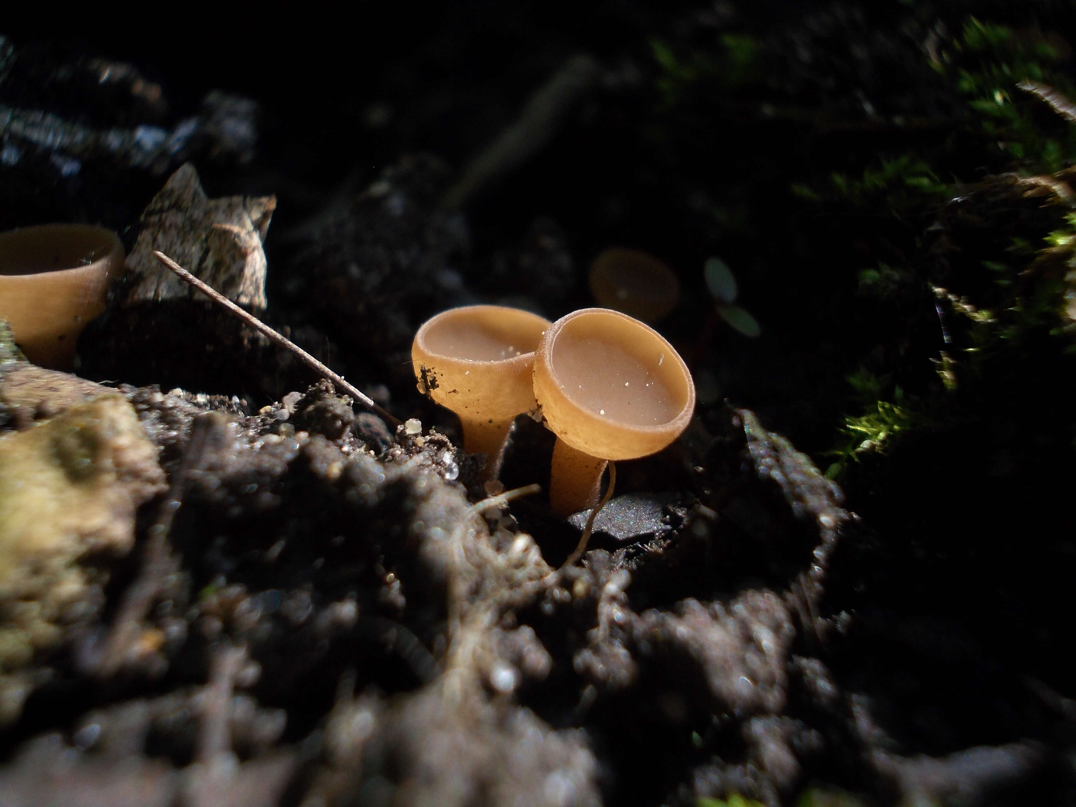 Image of Sclerotinia sclerotiorum (Lib.) de Bary 1884