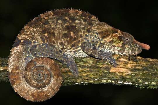 Image of Blue-legged chameleon