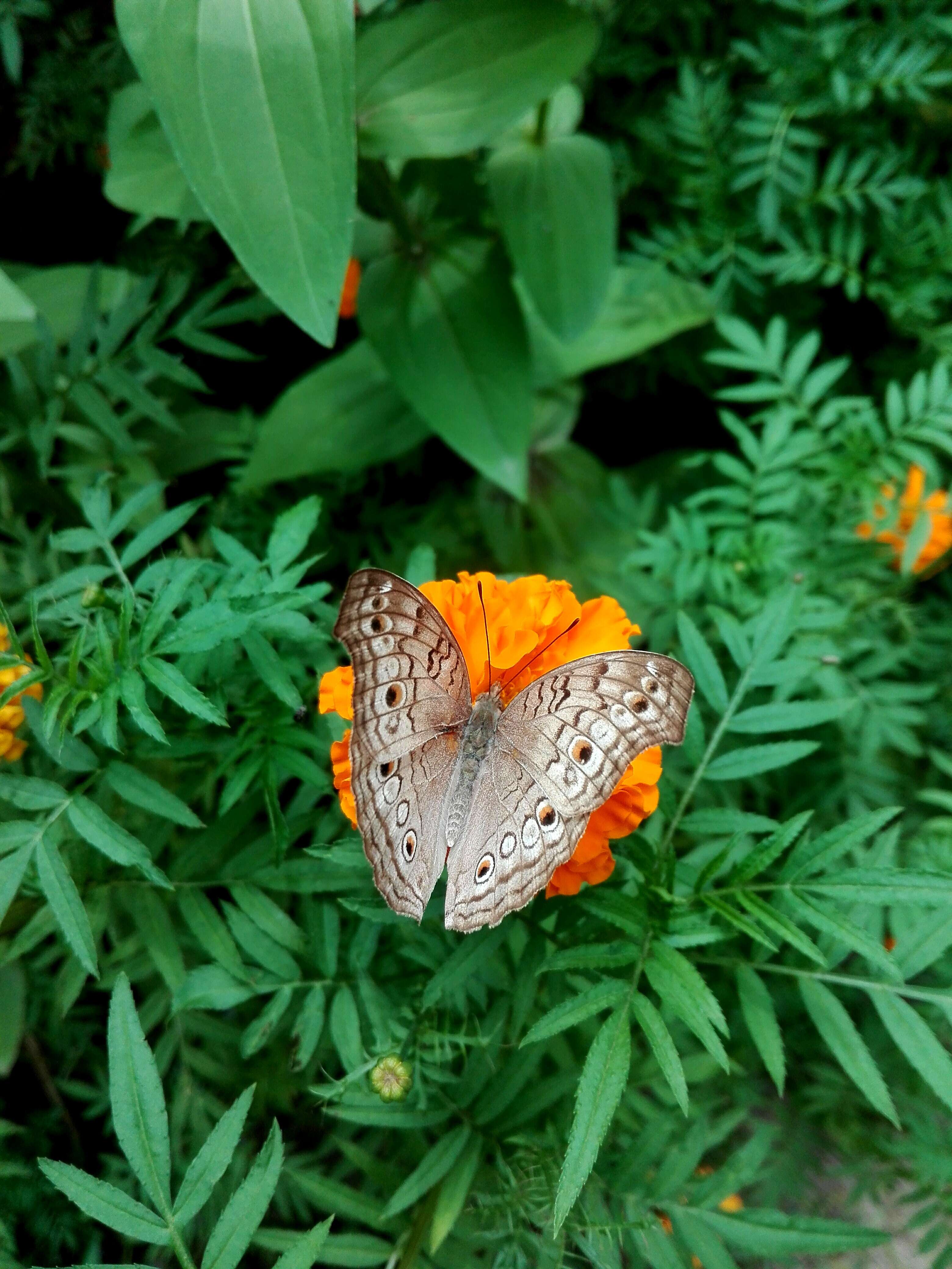 Plancia ëd Junonia atlites Linnaeus 1763