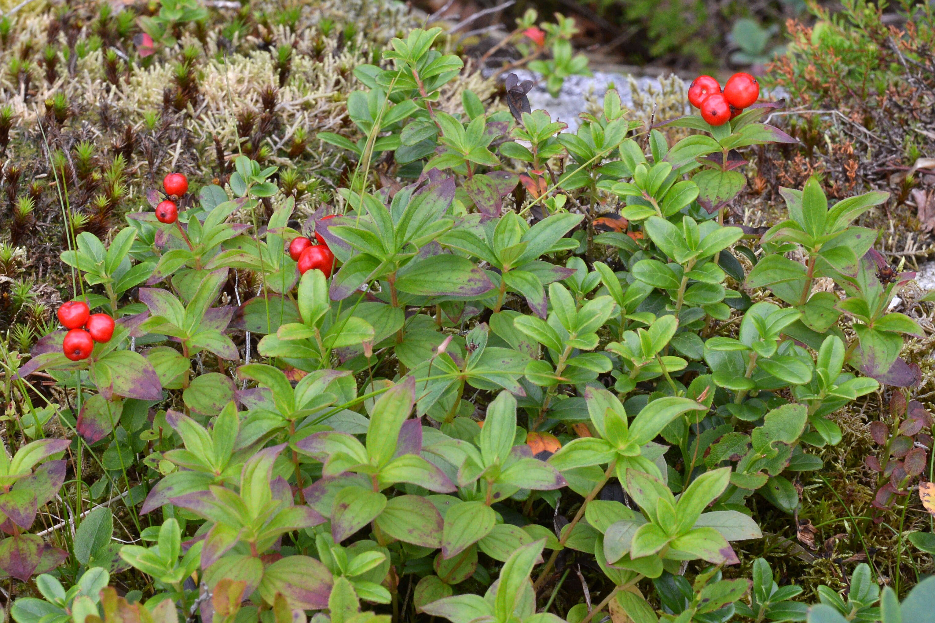 Image of Bunchberry