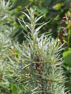 Image of Sea-buckthorn