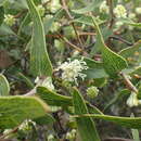 Image of Hakea hastata Haegi