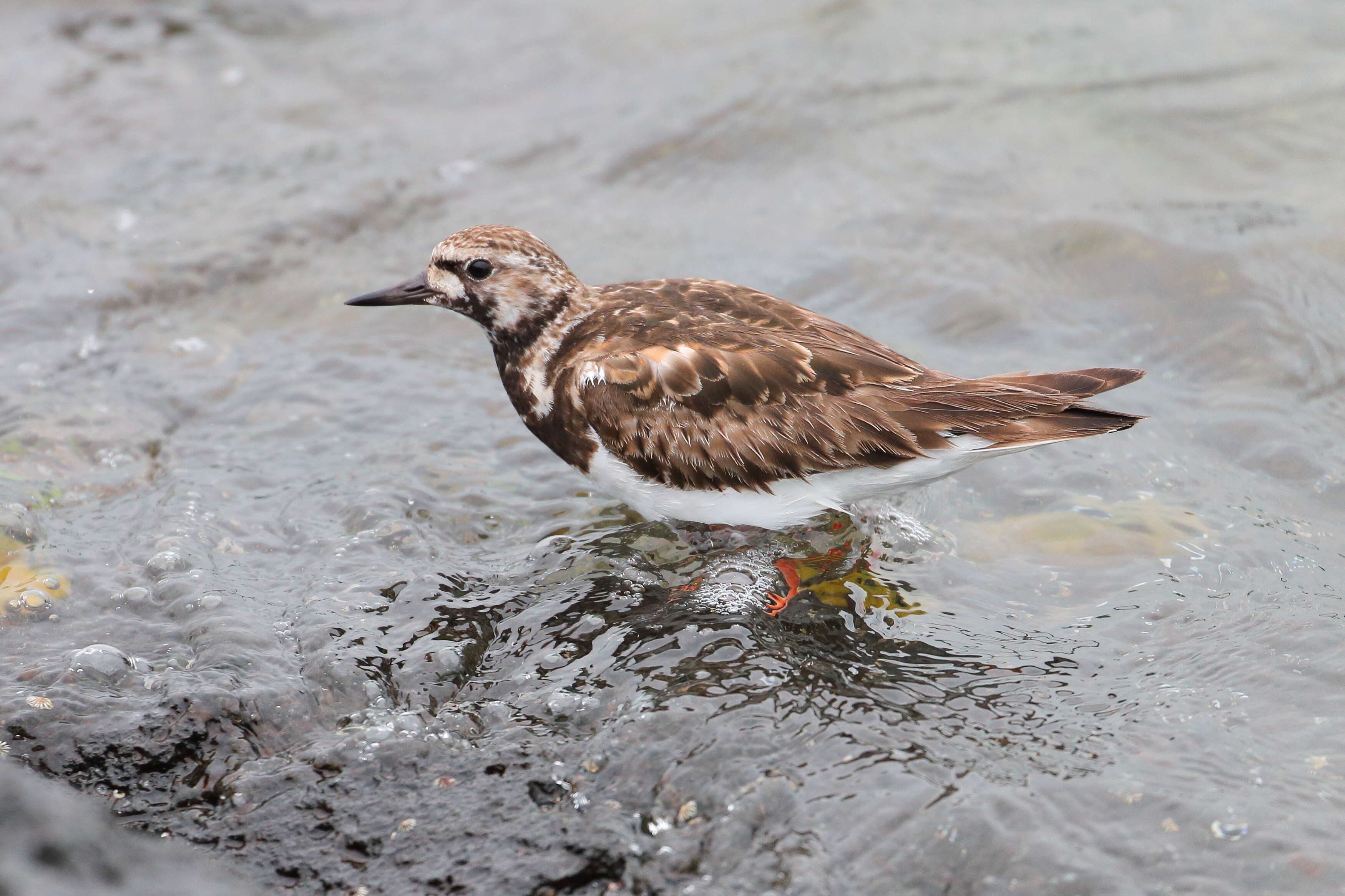 Image of Ruddy Turnstone