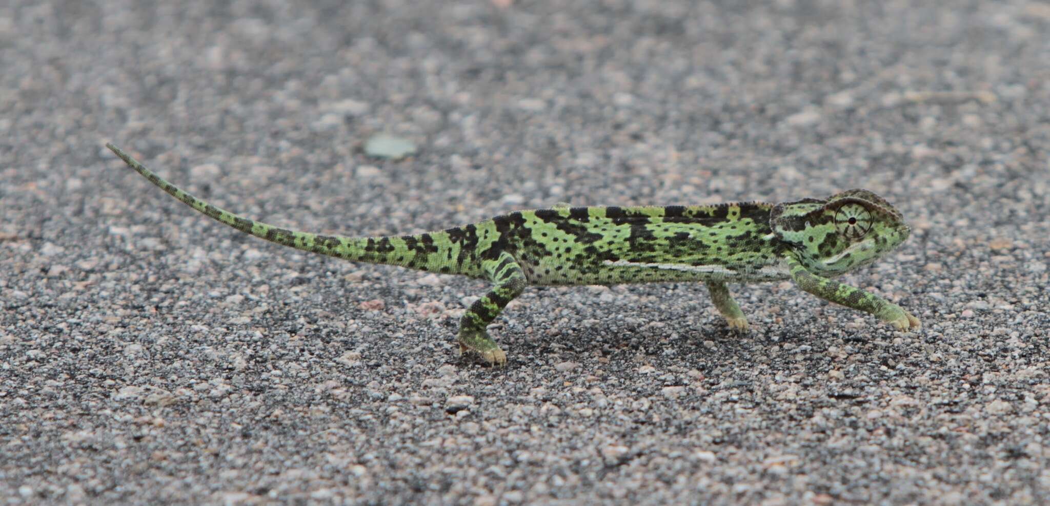 Image of Common African Flap-necked Chameleon