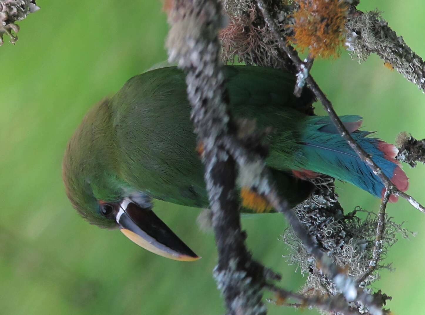 Image of Greyish-throated Toucanet