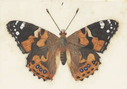 Image of Vanessa cardui