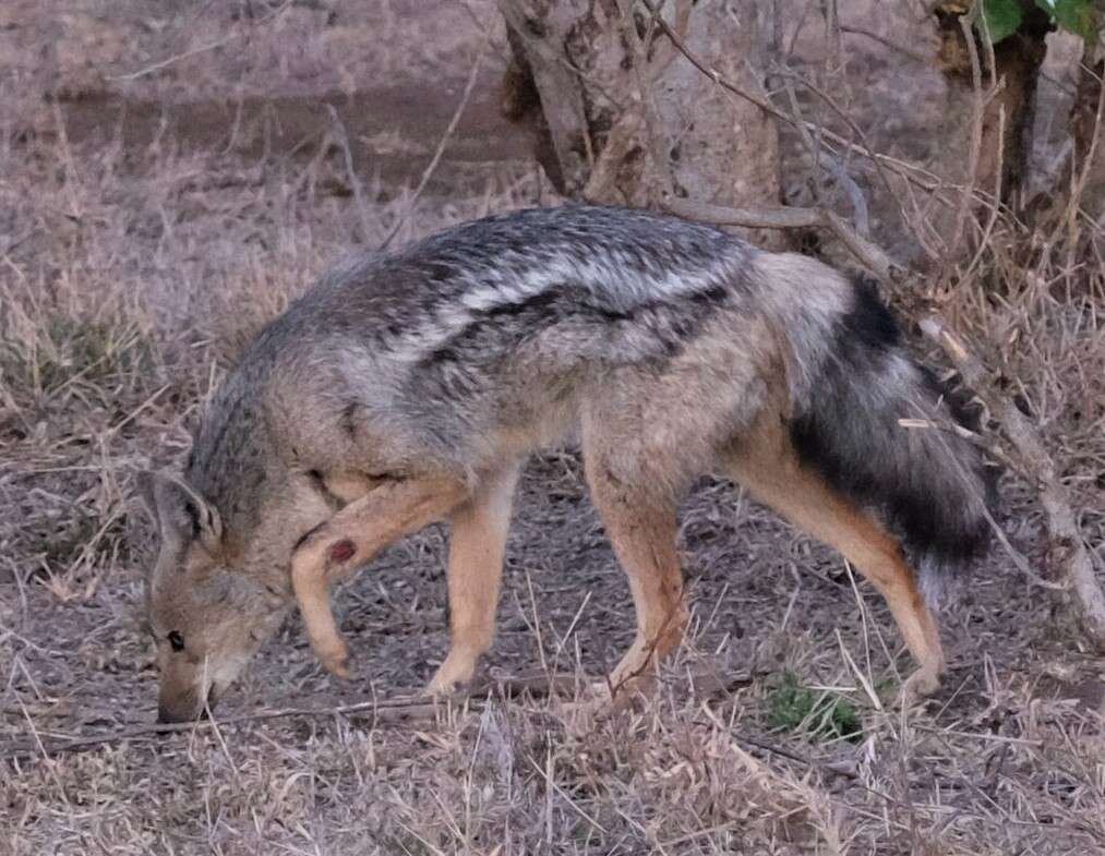 Image of Side-striped Jackal