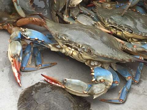 Image of blue crab