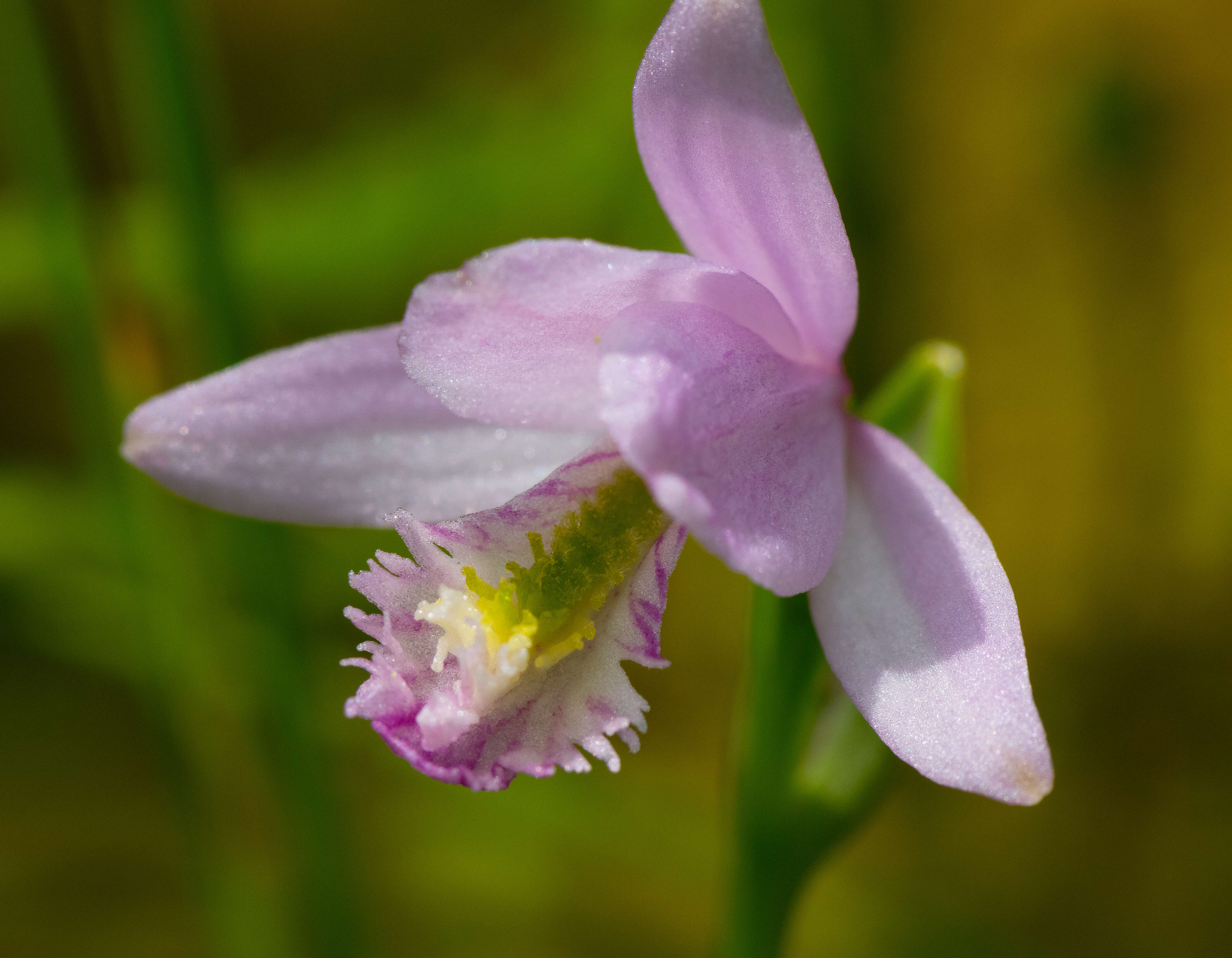 Image of snakemouth orchid