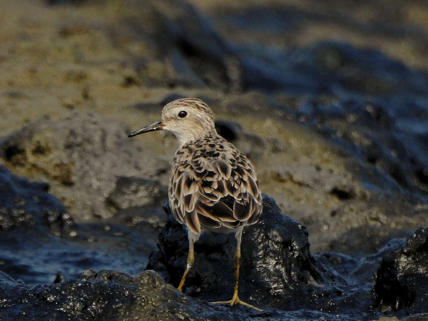 Image of Long-toed Stint