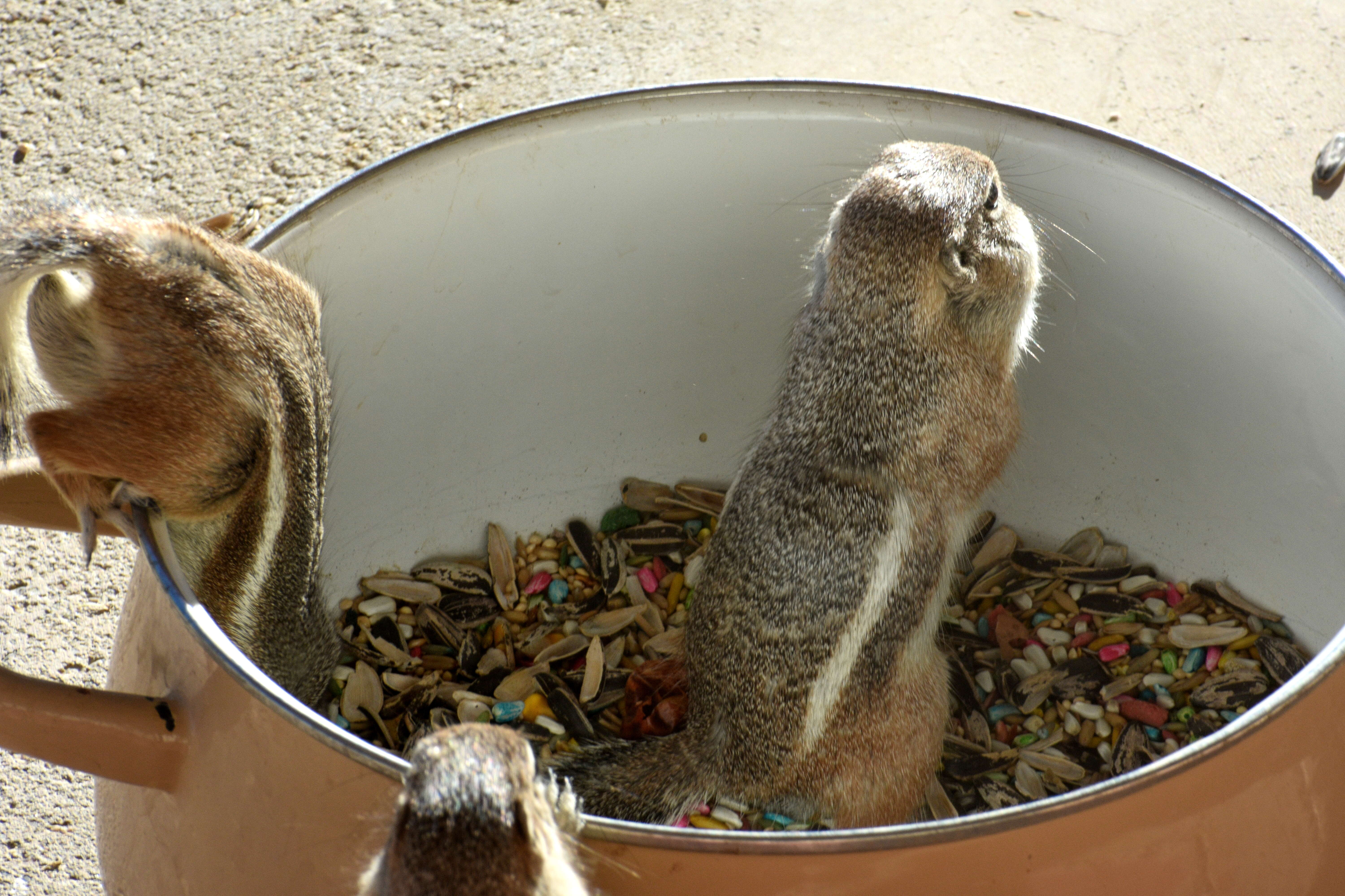 Image of white-tailed antelope squirrel