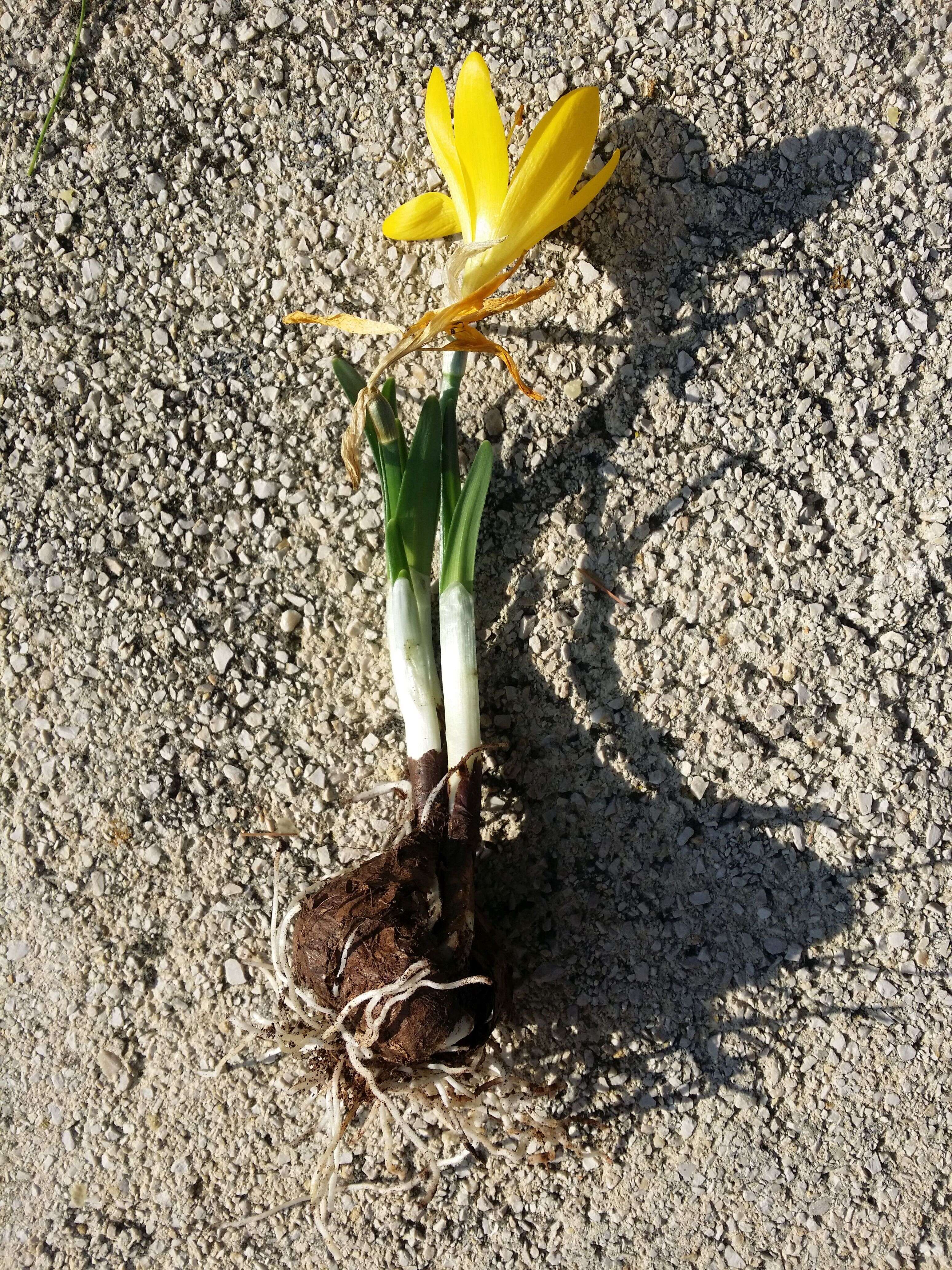 Image of winter daffodil