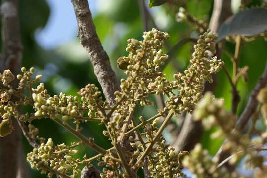 Image of Lepisanthes tetraphylla (Vahl) Radlk.