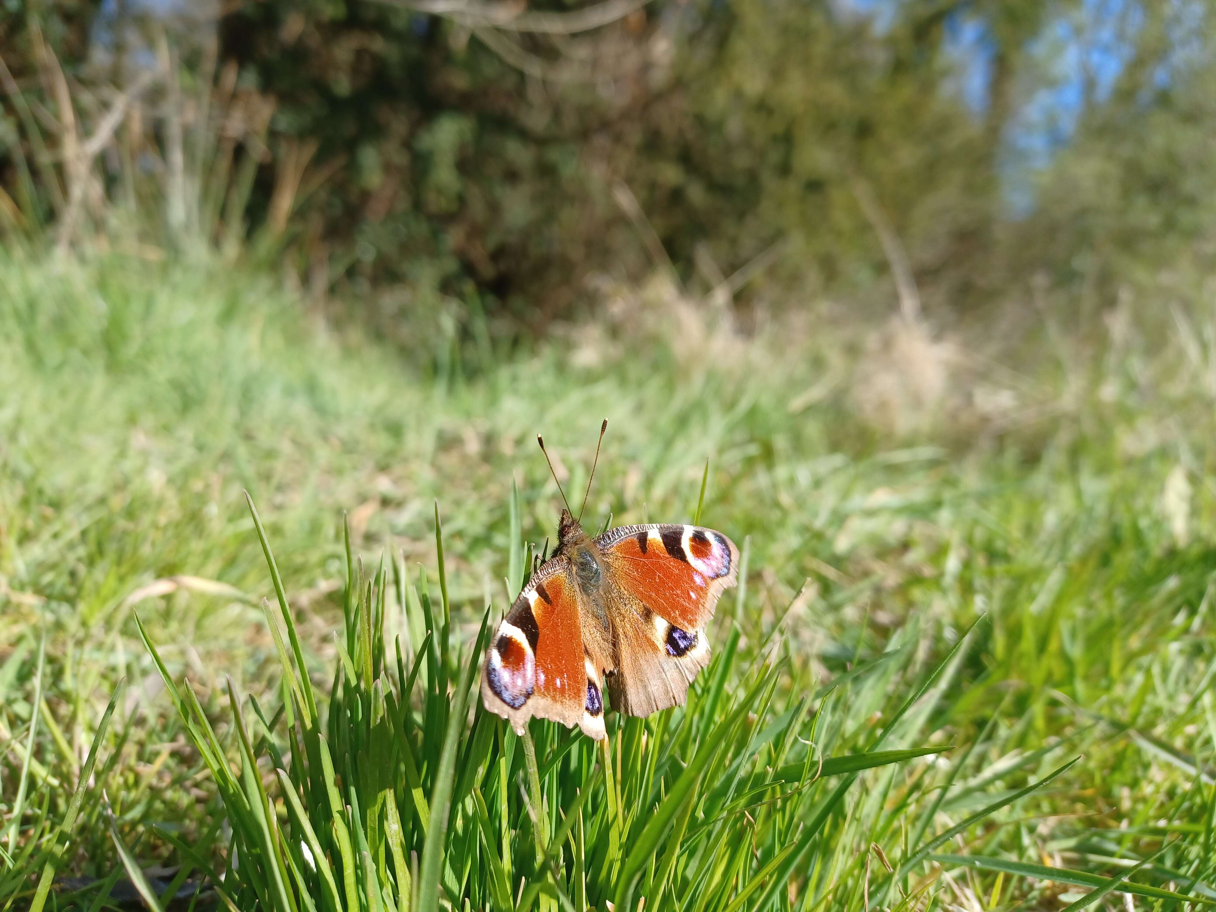 Image of Aglais io