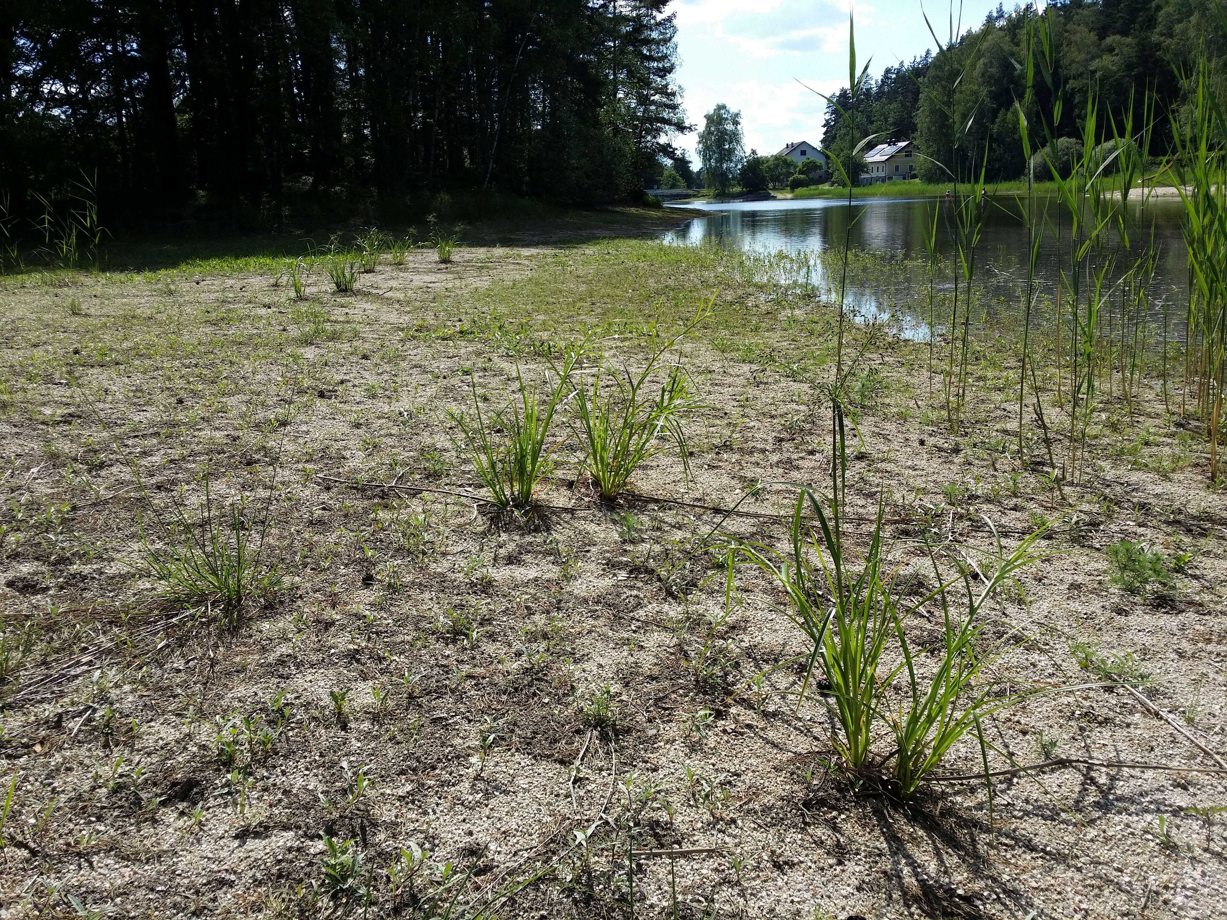 Image of Scirpus radicans Schkuhr