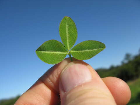 Image of Kenya clover