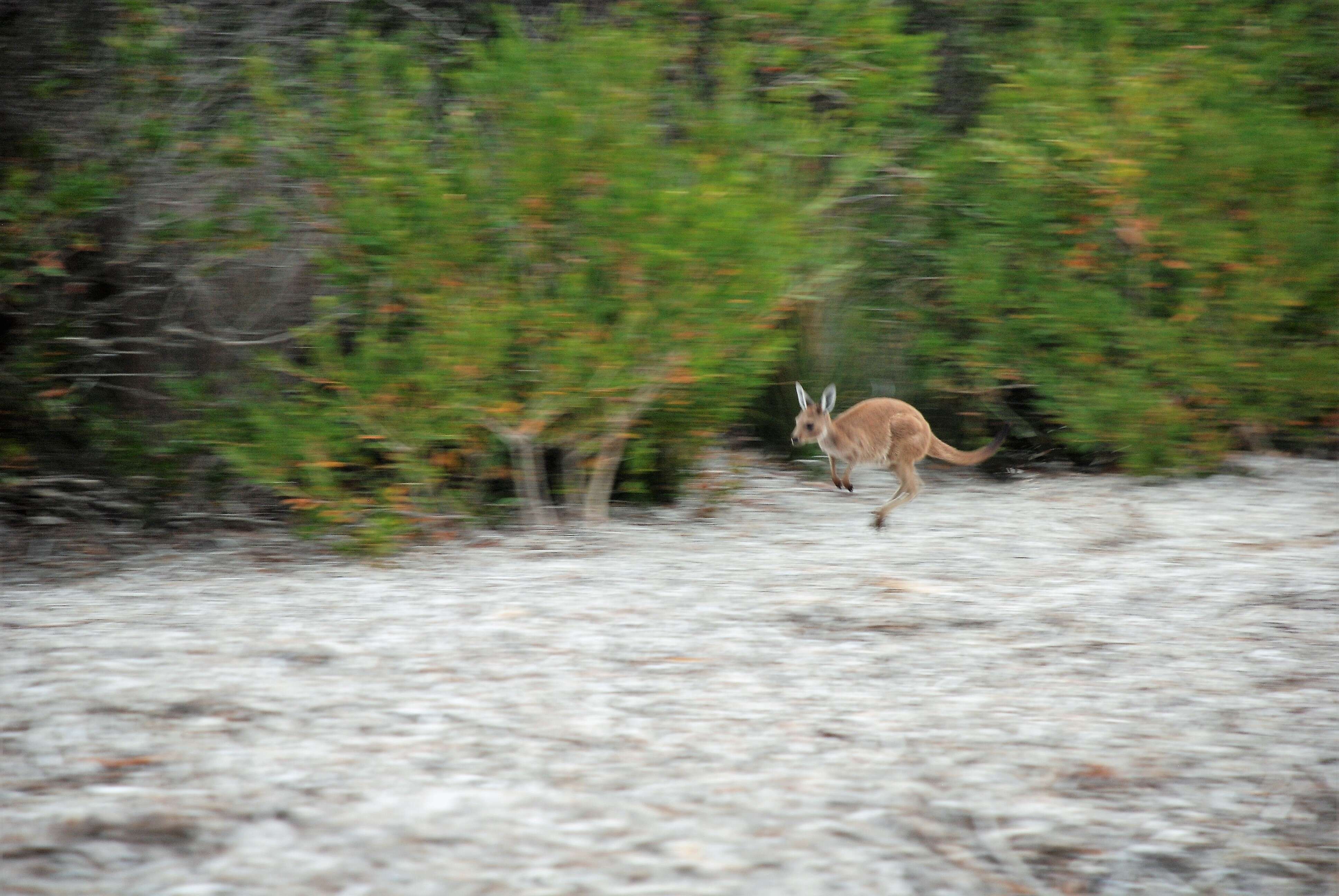 Image of Kangaroo Island Western Grey Kangaroo