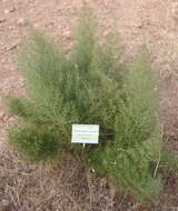 Image of Asparagus horridus L.