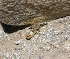 Image of Arizona Bark Scorpion