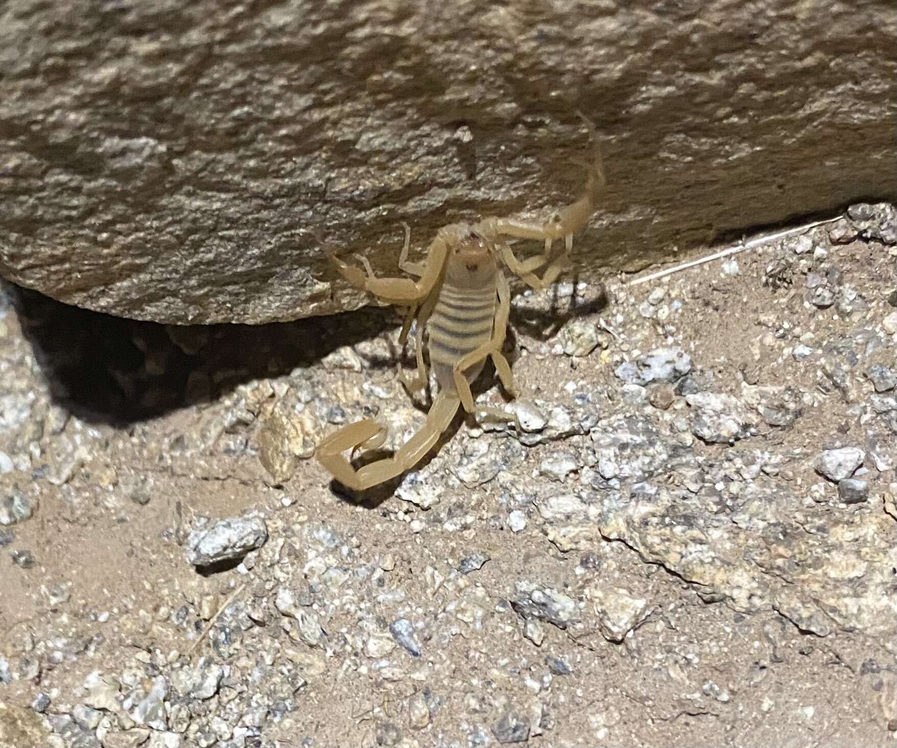 Image of Arizona Bark Scorpion