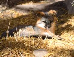 Image of Grey Foxes