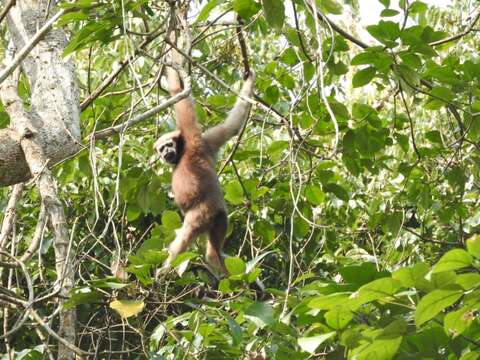 Image of Hoolock Gibbon