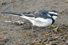 Image of African Pied Wagtail