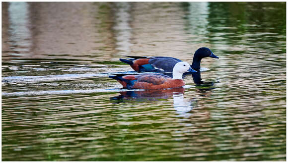 Image of Paradise Shelduck