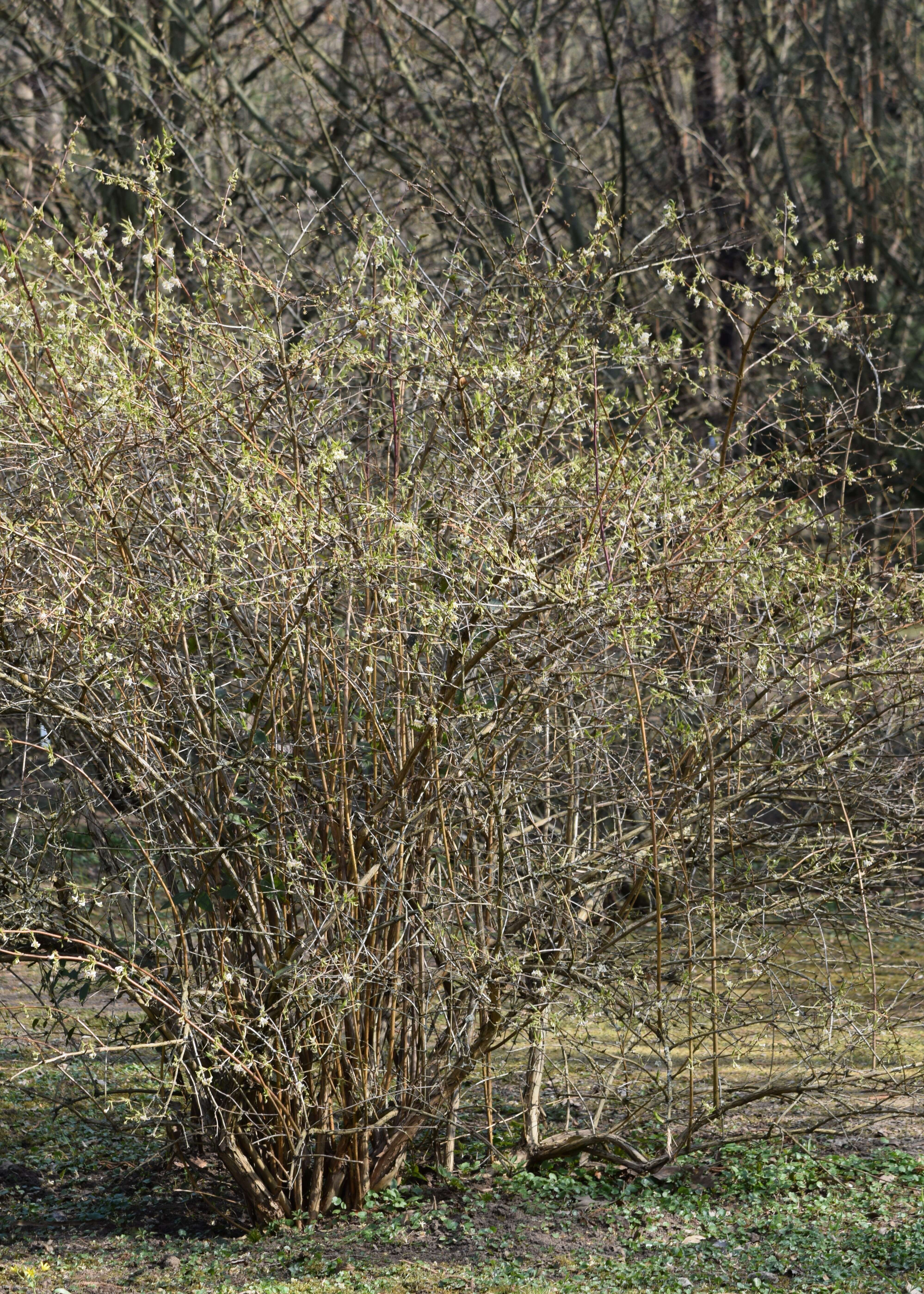 Imagem de Lonicera fragrantissima Lindl. & Paxt.