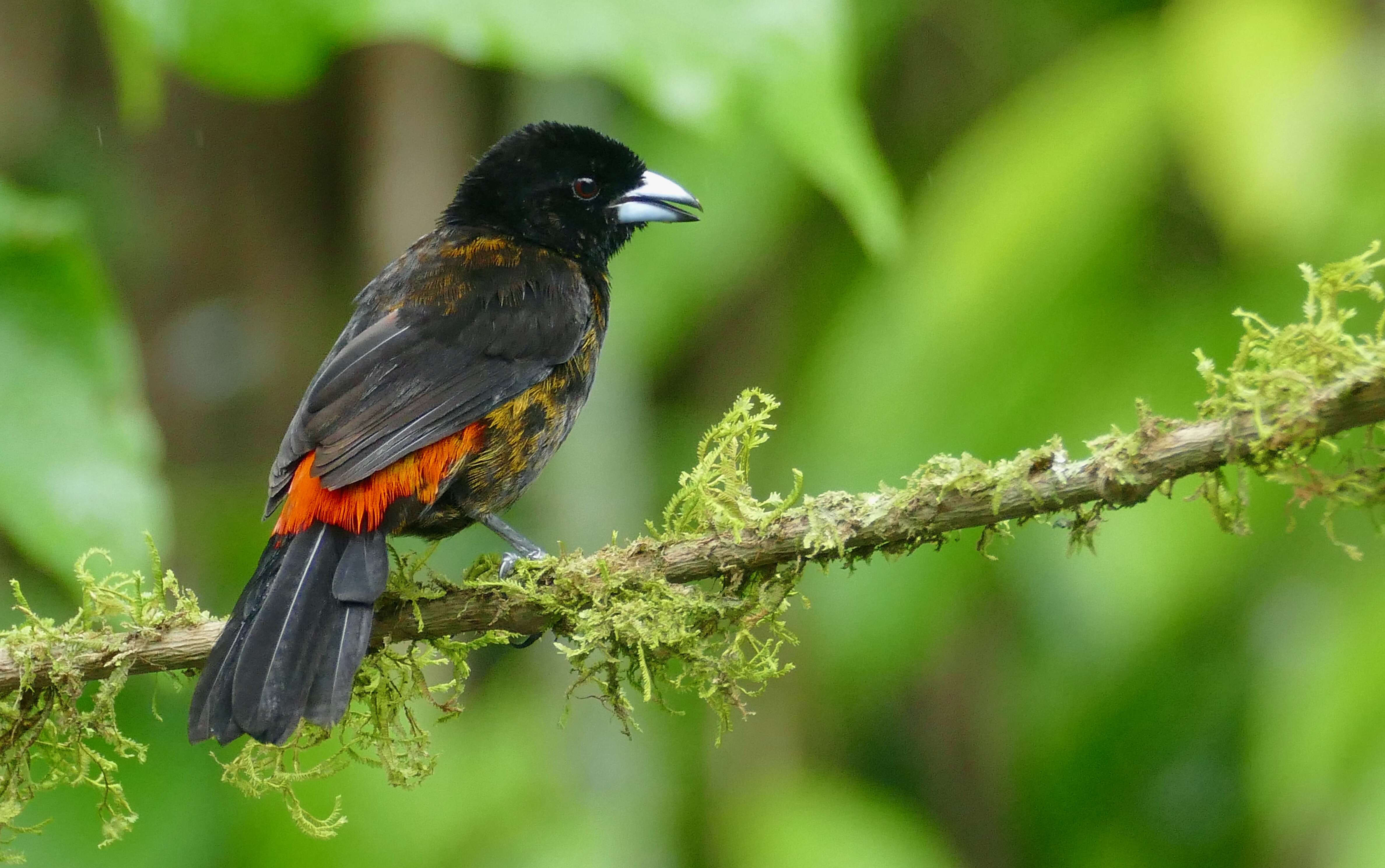 Image of Passerini's Tanager