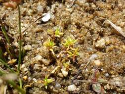 Image of water pygmyweed