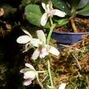 Image de Phalaenopsis japonica (Rchb. fil.) Kocyan & Schuit.