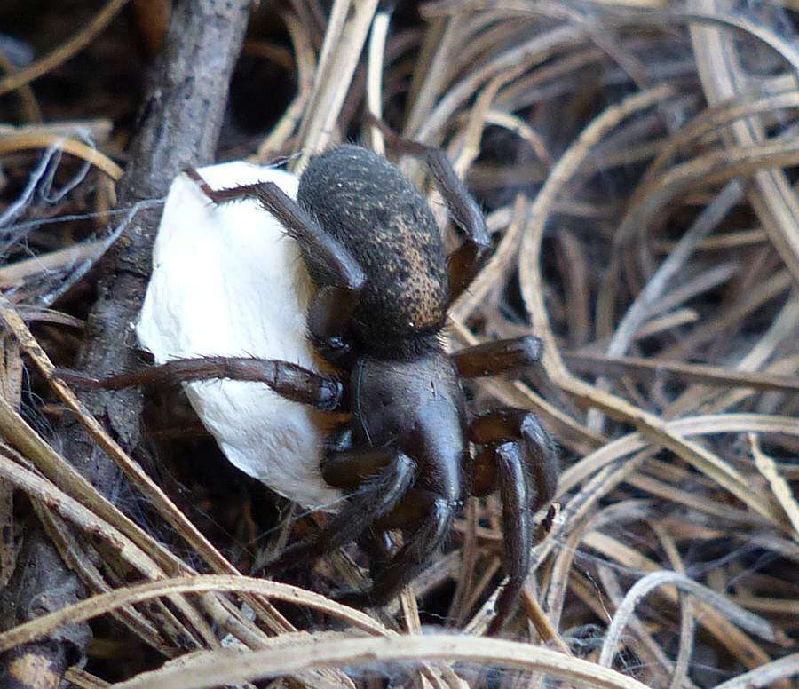 Image de Gnaphosa muscorum (L. Koch 1866)