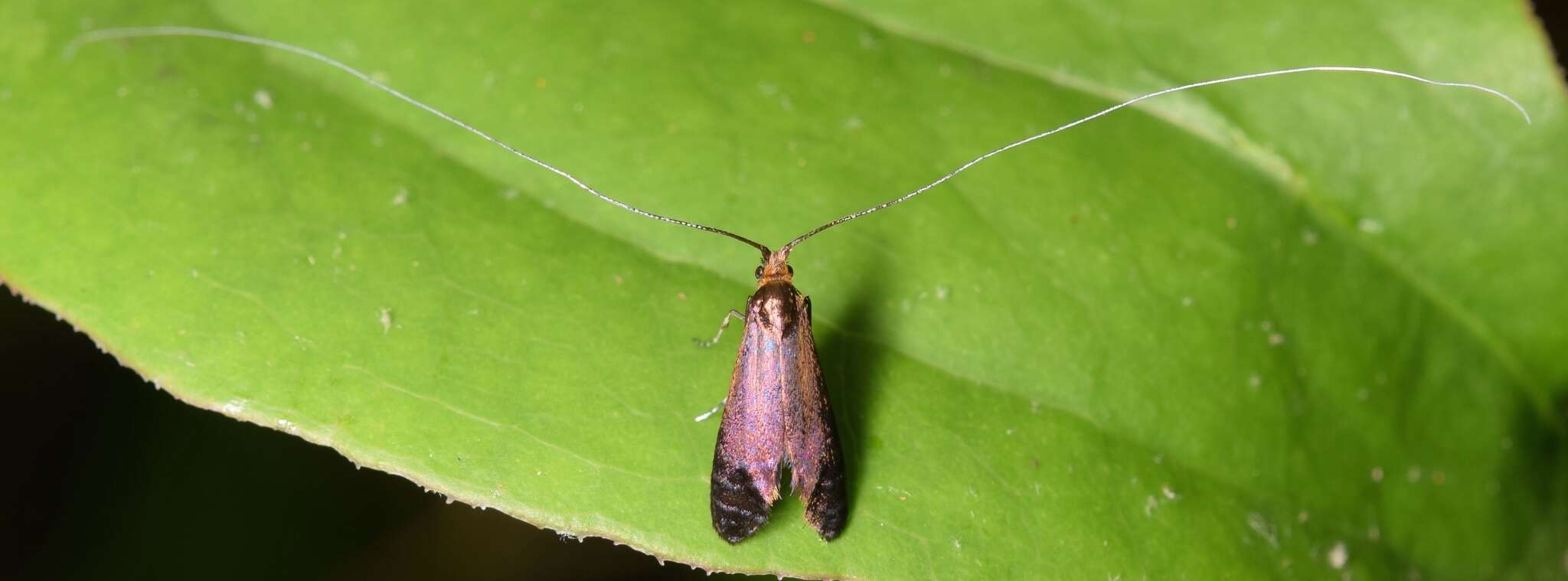 Image of Southern Longhorn Moth
