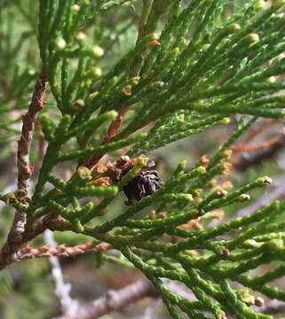 Image of Atlantic White Cedar