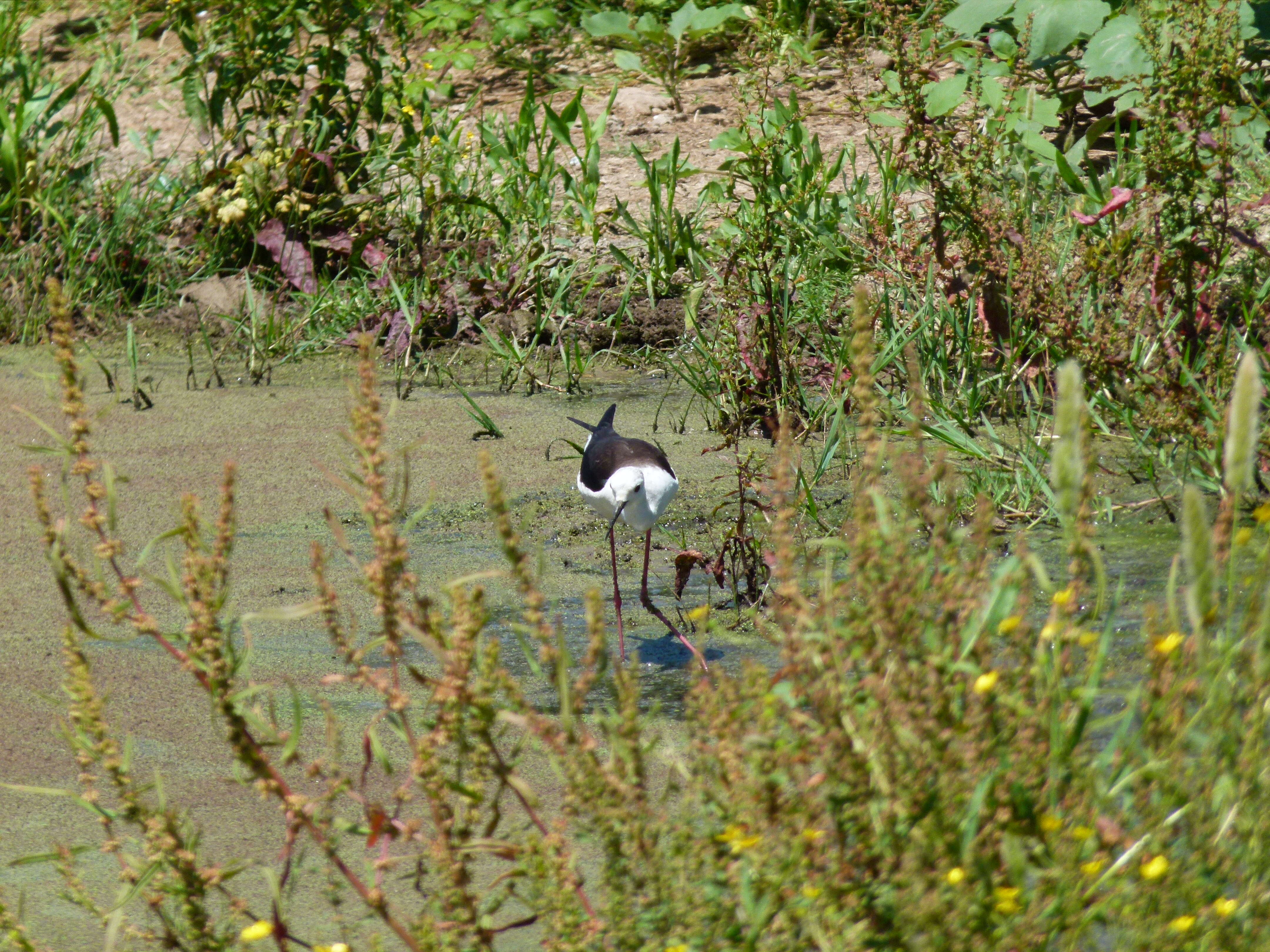 Image of Black-winged Stilt