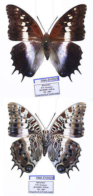 Imagem de Charaxes ansorgei Rothschild 1897