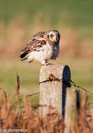 Image de Hibou des marais