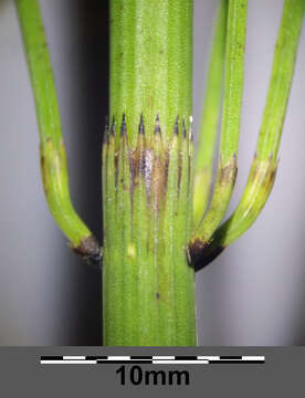 Image of Water Horsetail