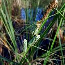 Image of <i>Carex verrucosa</i>