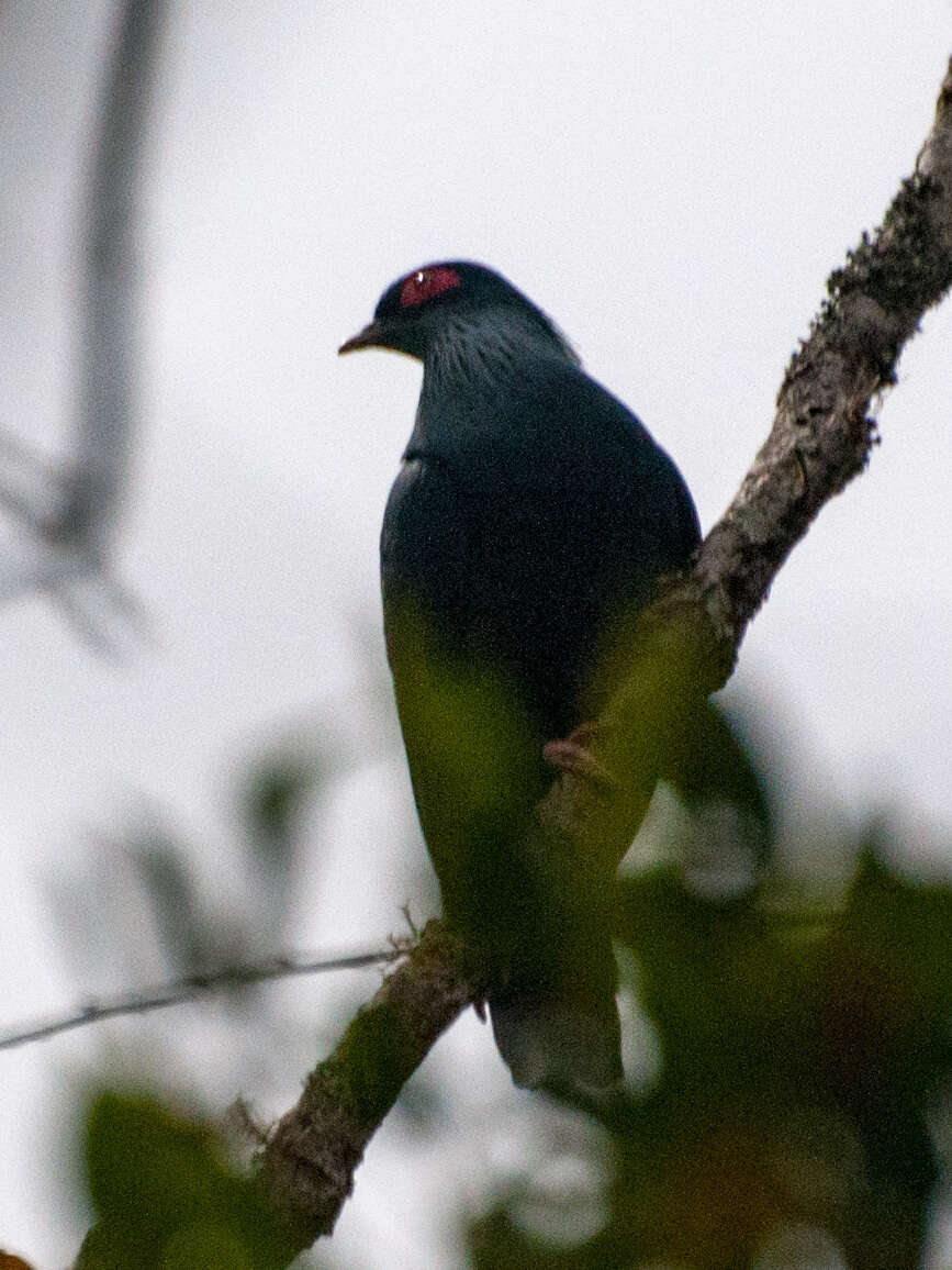 Image of Madagascan Blue Pigeon