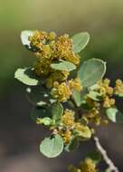 Image of Italian buckthorn