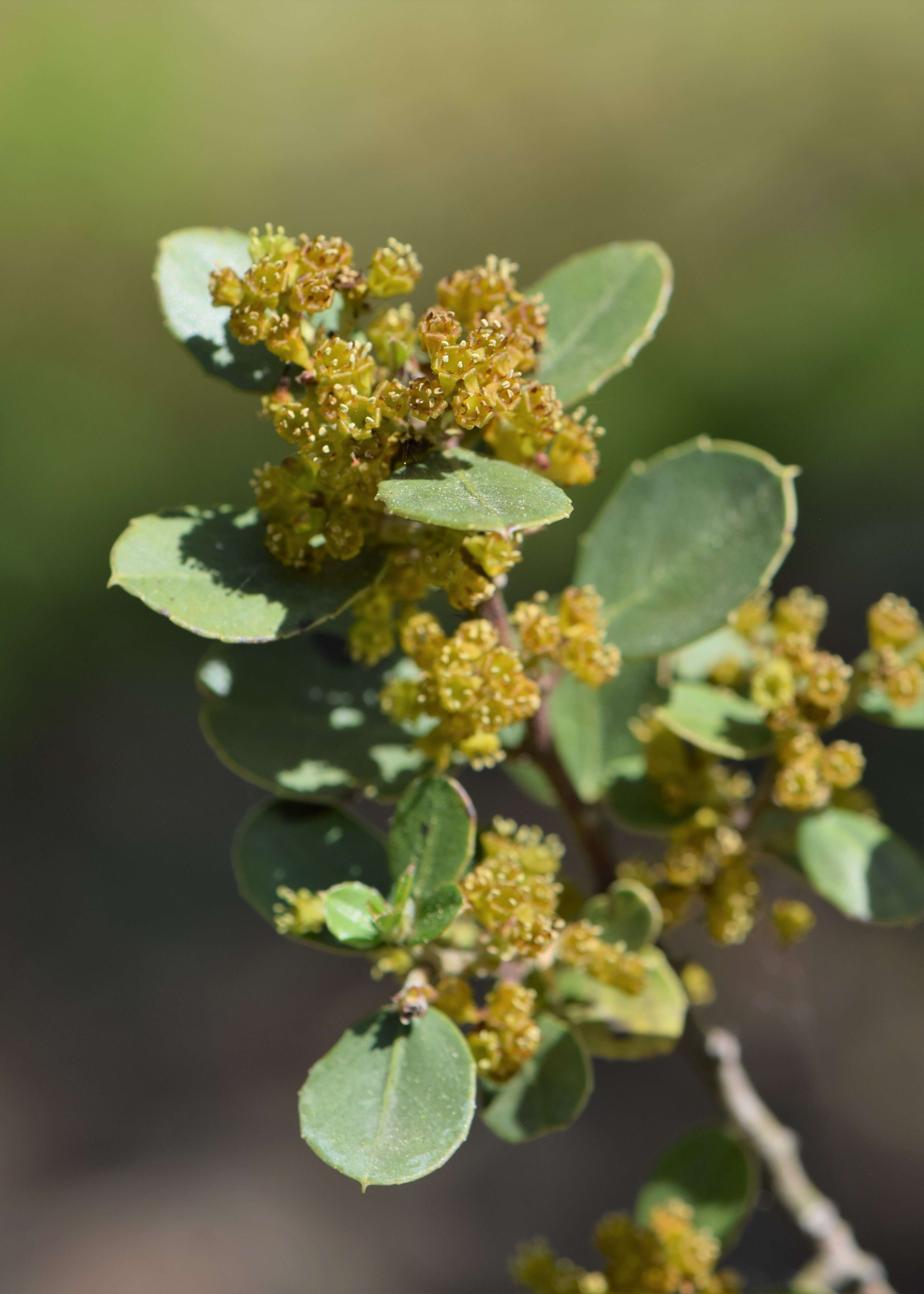 Image of Italian buckthorn