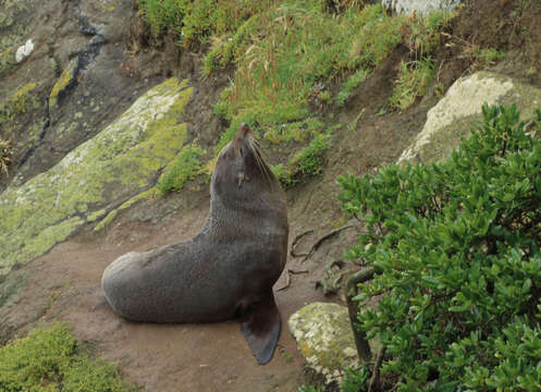 Image of Antipodean Fur Seal