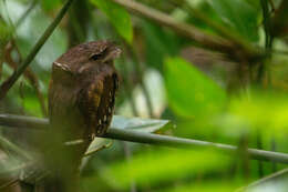 Image of Philippine Frogmouth