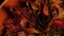 Image of purple pitcherplant