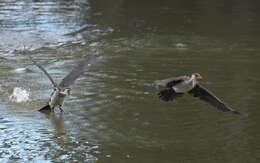 Image of Little Pied Cormorant