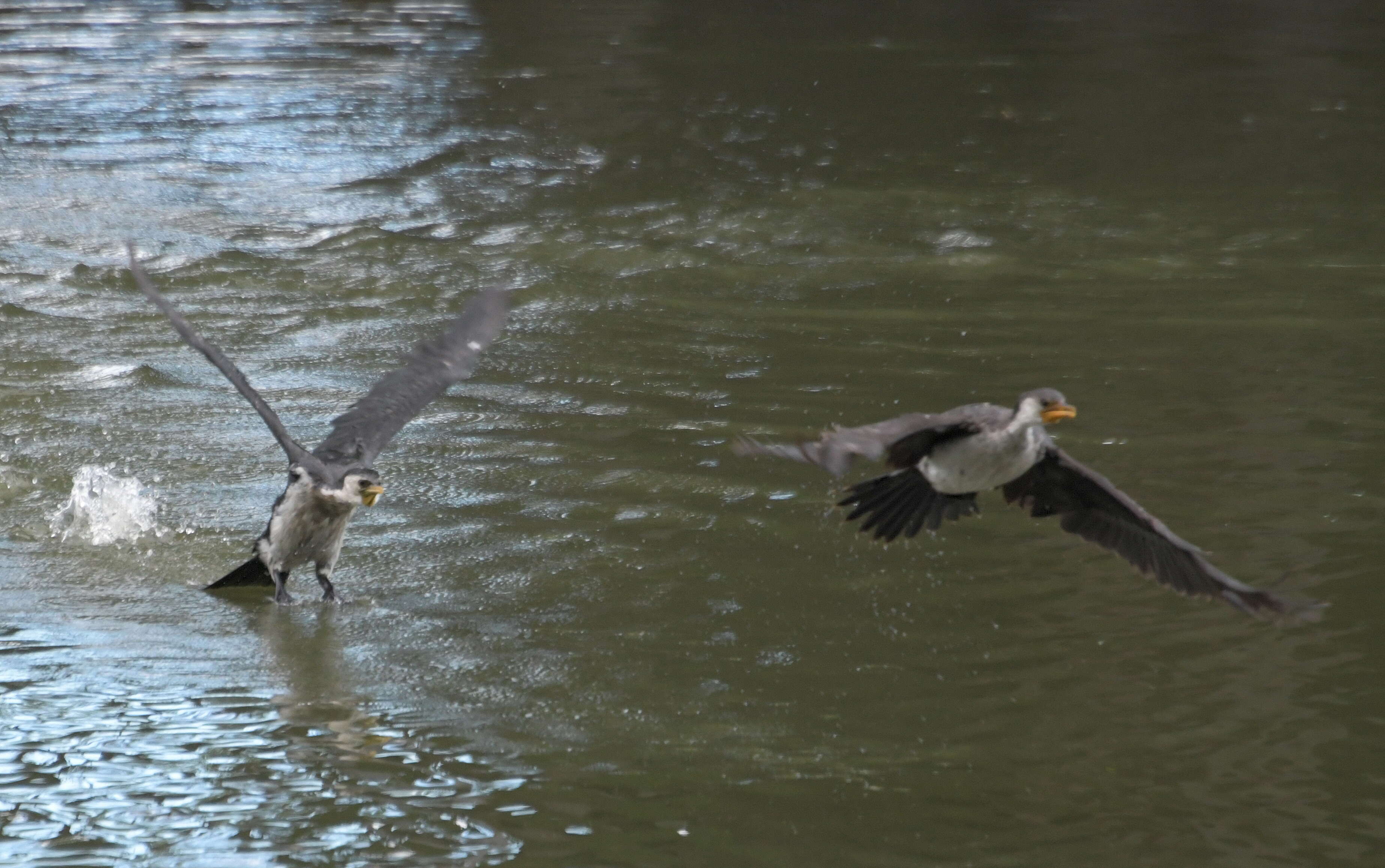 Image of Little Pied Cormorant