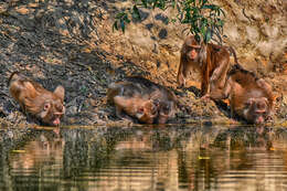 Image of Northern Pig-tailed Macaque