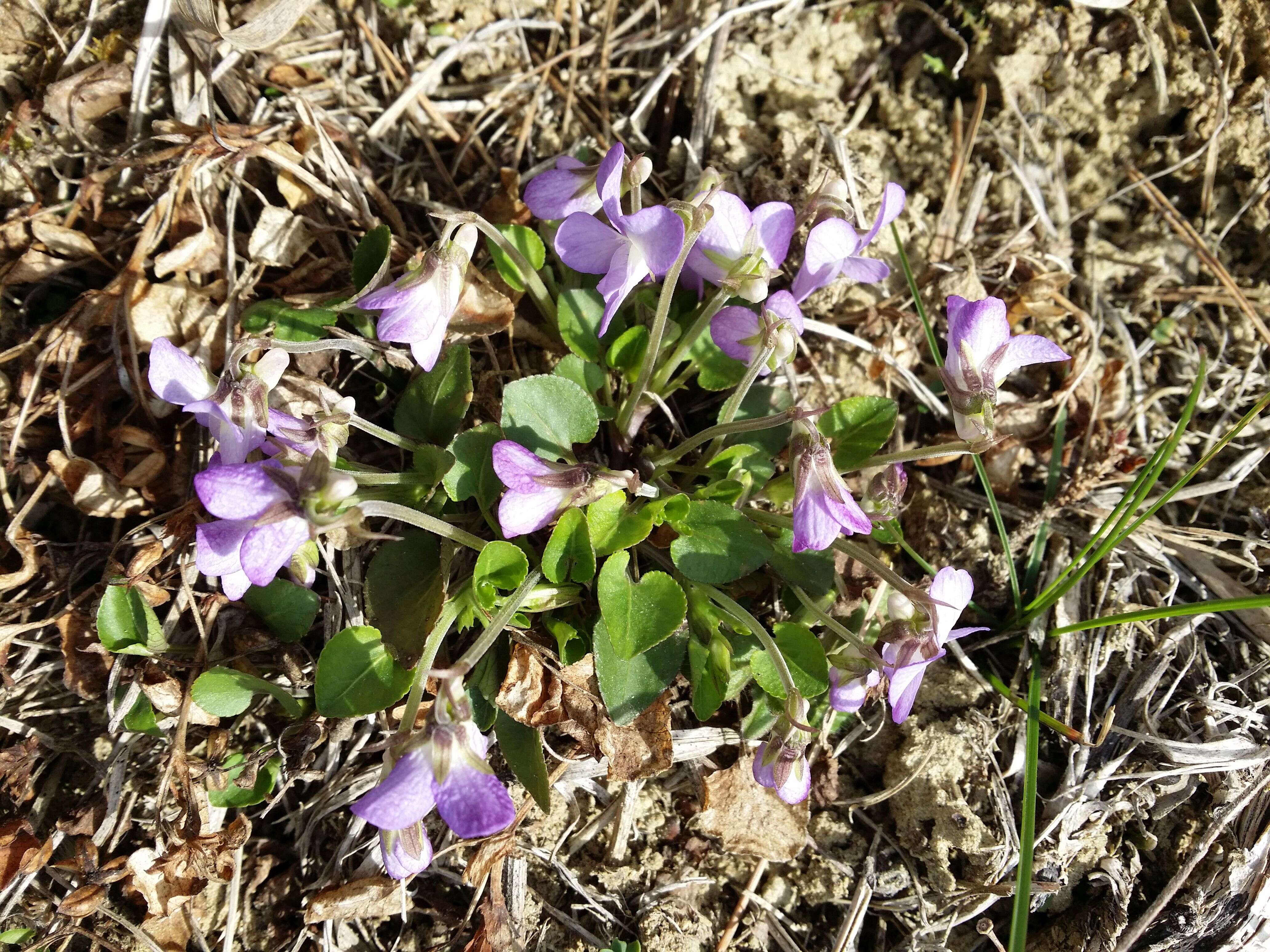 Image of teesdale violet